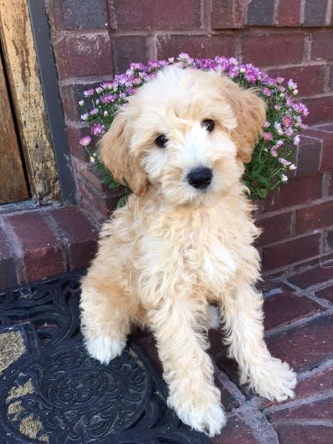 smeraglia's teddy bear schnoodles